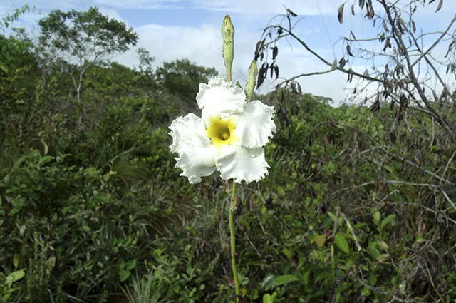 Imagem da planta Velame Branco